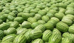 吃瓜是什么意思 热门大瓜每日必吃大瓜