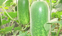 吃瓜网 吃瓜大世界最新版下载 今日吃瓜爆料,最新版下载，今日吃瓜爆料一网打尽